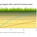 Thumbnail 3 of Тревна смеска Barenbrug Resilient Blue Lawn 1 kg.