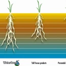 Thumbnail 2 of Тревна смеска Barenbrug Watersaver сухоустойчива 15 kg.