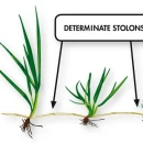 Thumbnail 2 of Тревна смеска Barenbrug RPR за спортни терени 1 kg.