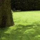 Thumbnail 2 of Тревна смеска Barenbrug Shadow за сянка 15 kg.