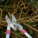 Thumbnail 3 of Телескопична ножица за клони Kent&Stowe