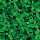 Thumbnail 2 of Детелина семена Barenbrug Lawn Clover 0.5 kg.