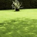 Thumbnail 2 of Тревна смеска Barenbrug Shadow за сянка 5 kg.