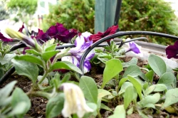 Снимка на Комплект за автоматично напояване на саксии 15