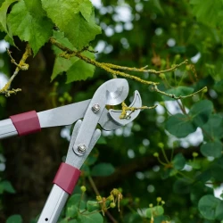 Снимка на Телескопична ножица за клони Kent&Stowe