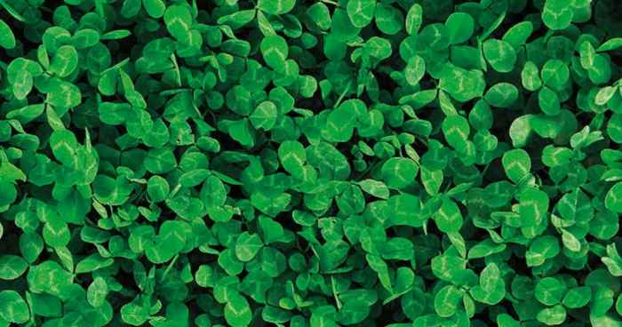 Детелина семена Barenbrug Lawn Clover 1 kg.-FMN8D.jpeg