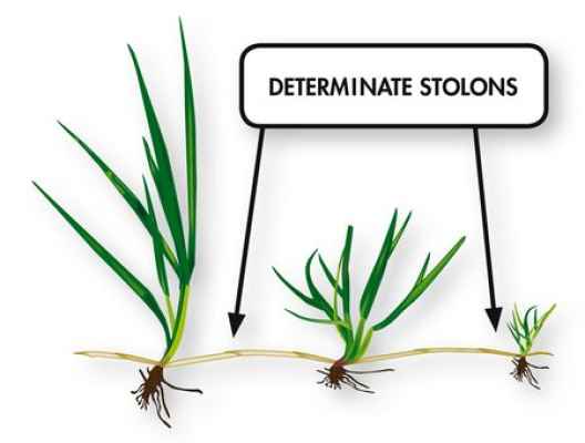 Тревна смеска Barenbrug RPR за спортни терени 15 kg.