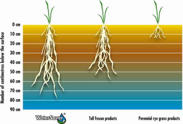 Тревна смеска Barenbrug Watersaver сухоустойчива 1 kg.